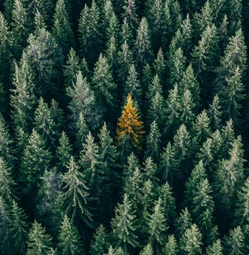 Kişisel Marka Yaratırken Başarıya Ulaştıran Altın Değerinde 4 Kural kişisel marka - Başarılı Bir Kişisel Marka Oluşturmak için 4 Altın Kural